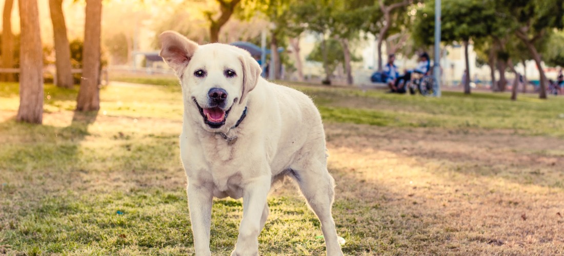 Vestibular disease in dogs