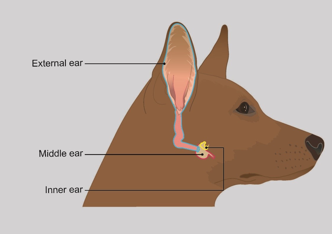 how long does vertigo last in a dog