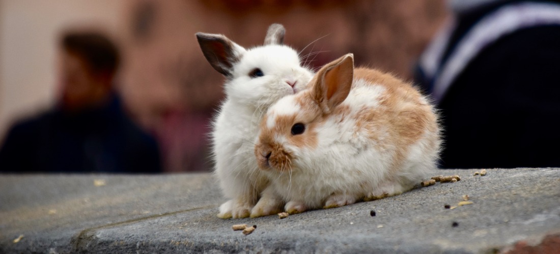 Two rabbits snuggling