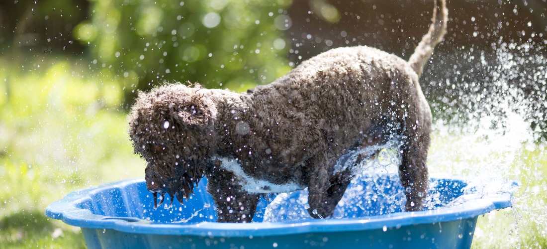 Dog playing in paddling pool in summer