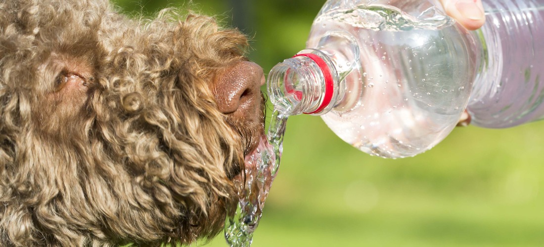 Dog drinking water from a water bottle in summer