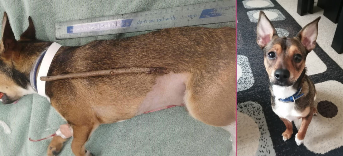 Images showing Rocky recovering after swallowing a stick half the length of his body