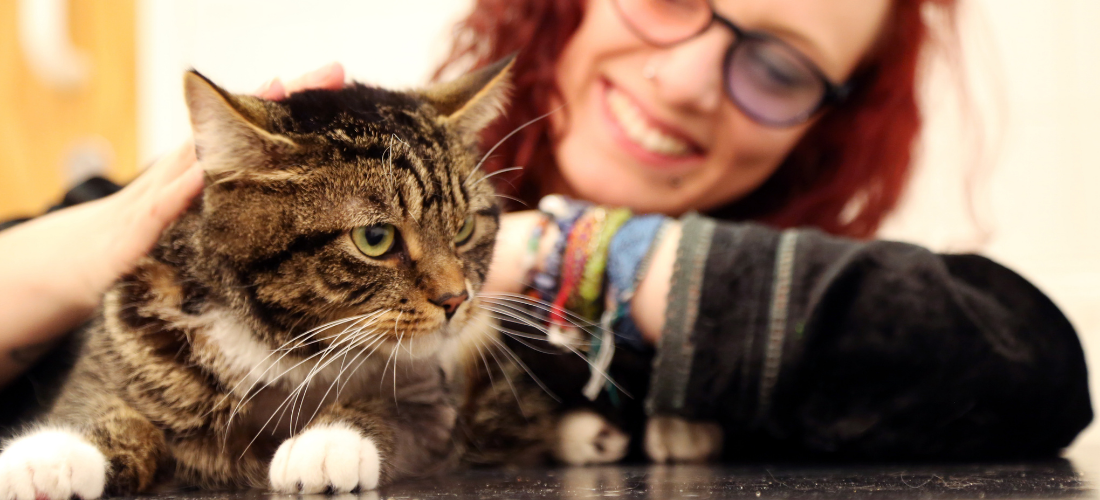 Images showing Perci recovering with his owner Charlotte after his road traffic accident