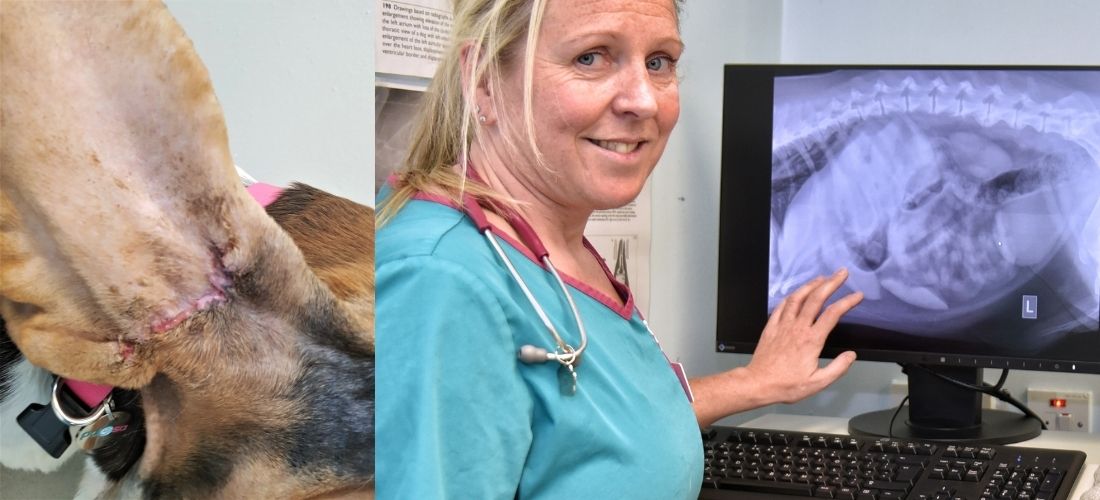 Images showing Jethro's post-operation scar and his PDSA vet with his x-ray