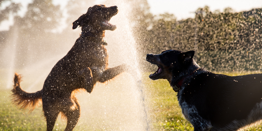 Heat Stroke In Dogs - Signs, Symptoms & Treatment
