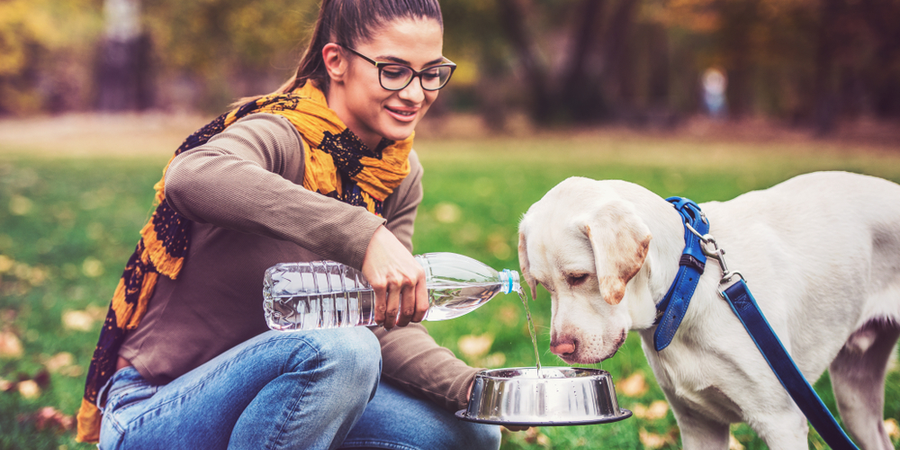 how does panting keep dogs cool