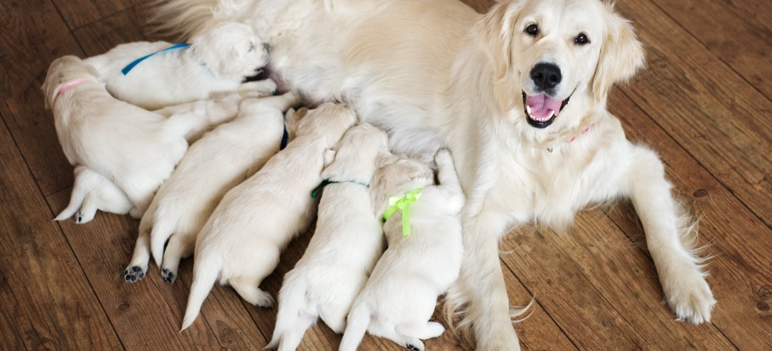 Image of a dog with her puppies