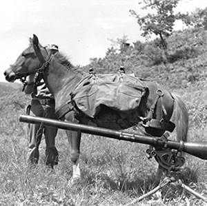 Reckless the horse with her namesake the Reckless rifle