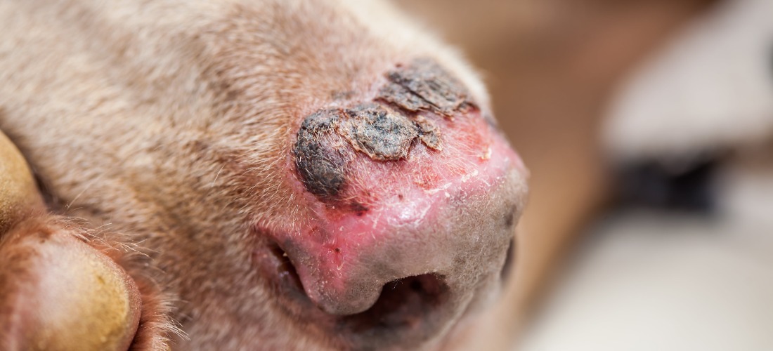 An image of a dog with sunburn on their nose