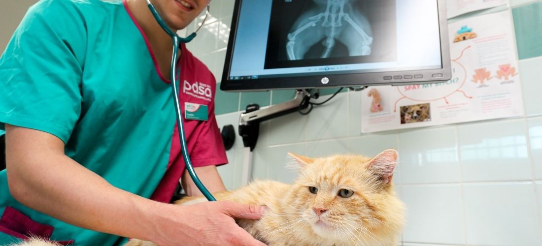 Image of Teddy Bear with his vet