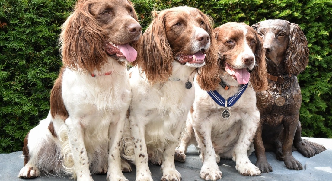 l-r Harry, Paddy and Max next to the new bronze statue of Max, wearing his PDSA Order of Merit