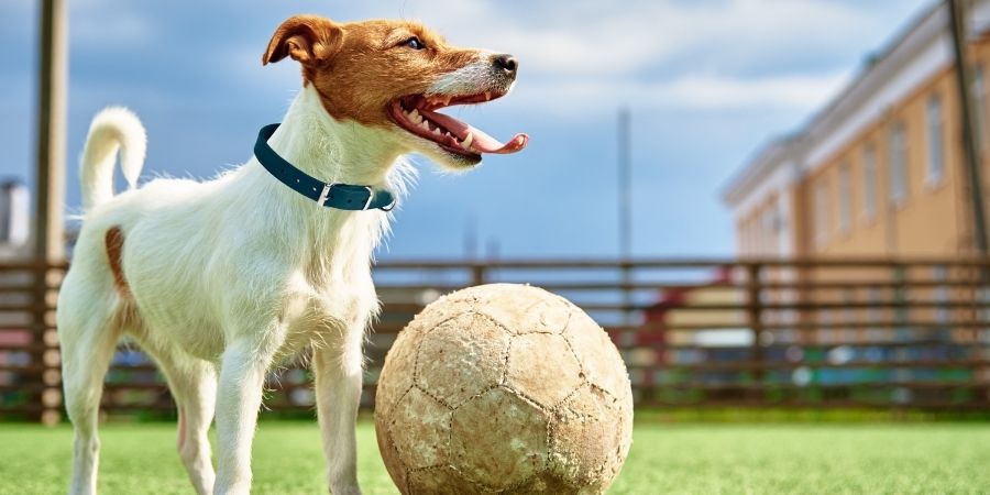 are soccer balls safe for dogs