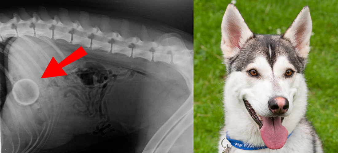 Image of Pax's x-ray and photo of him recovering after his operation