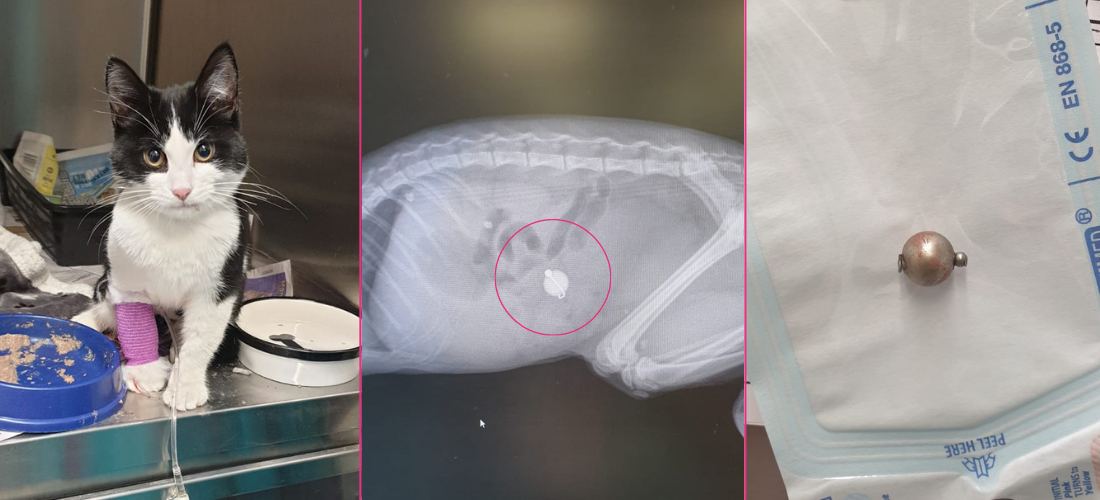 Images of Louie, his x-ray and the metal bell he swallowed