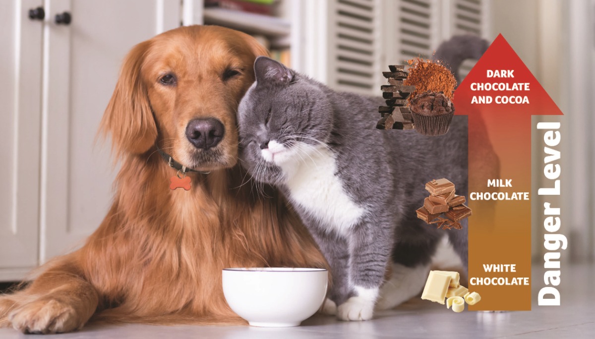 Chocolate poisoning in cats and dogs PDSA