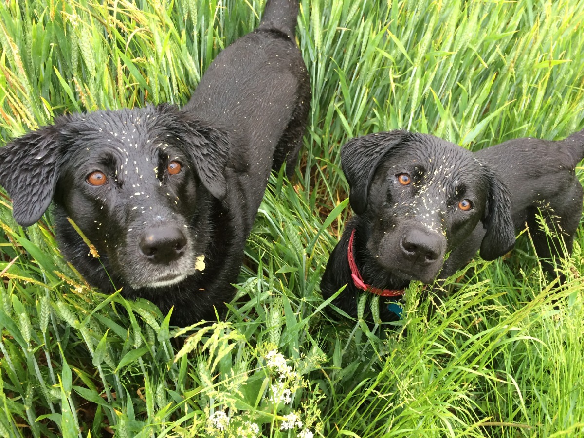 Grass seeds in dogs PDSA
