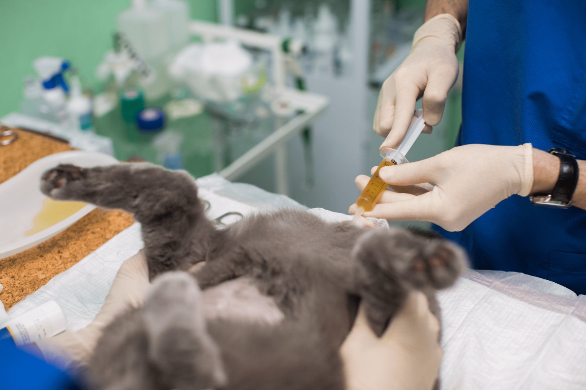 Blocked Bladder in cats PDSA