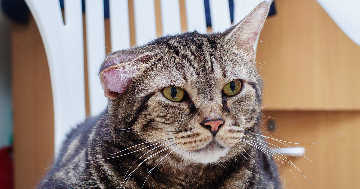 Why Are My Cat's Ears Suddenly Curling at Dana Shepley blog
