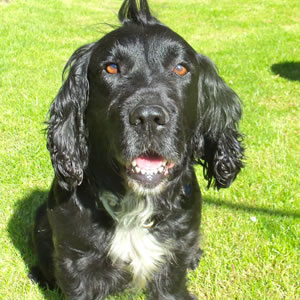 Police Dog Sweep