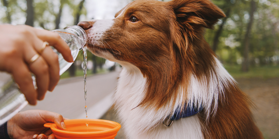 How to Exercise Your Dog When It's Hot Outside - dogIDs