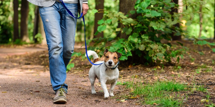 How to Exercise Your Dog When It's Hot Outside - dogIDs