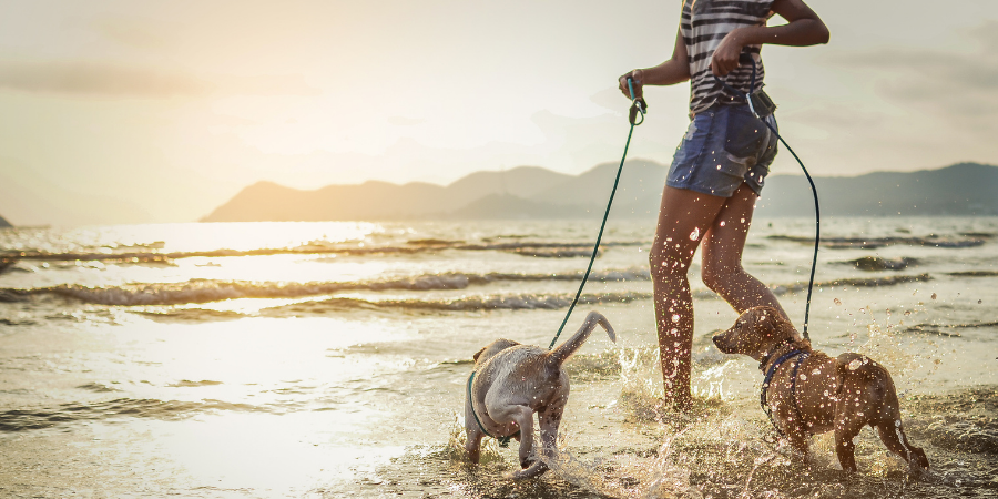 How to Exercise Your Dog When It's Hot Outside - dogIDs