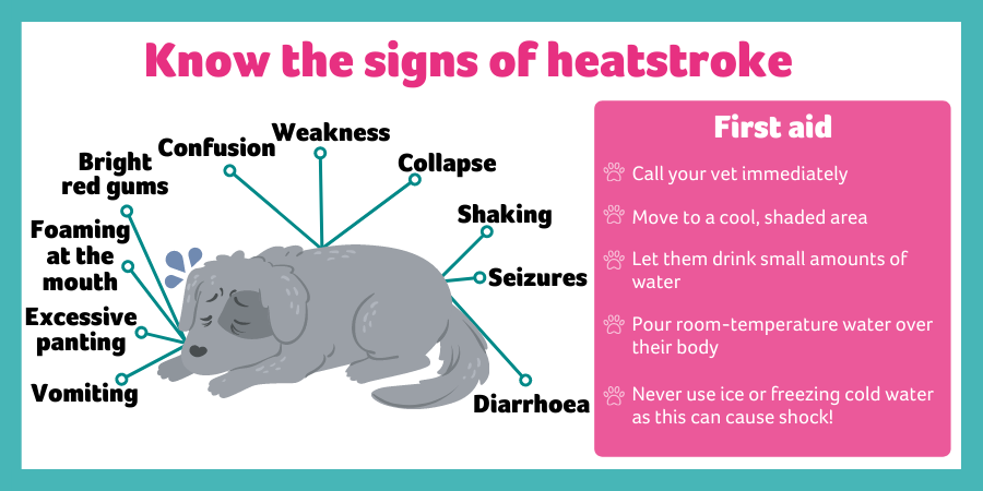 How to Exercise Your Dog When It's Hot Outside - dogIDs