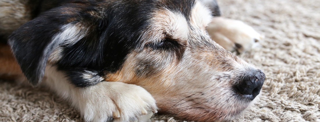 Image of a dog resting