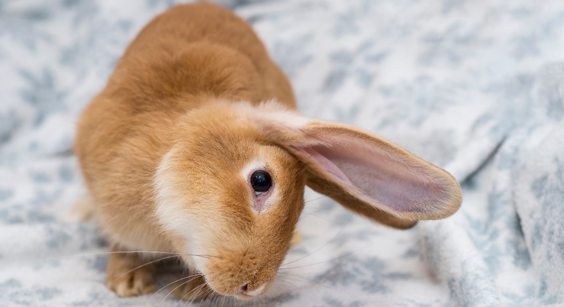 An image of a rabbit with a head tilt