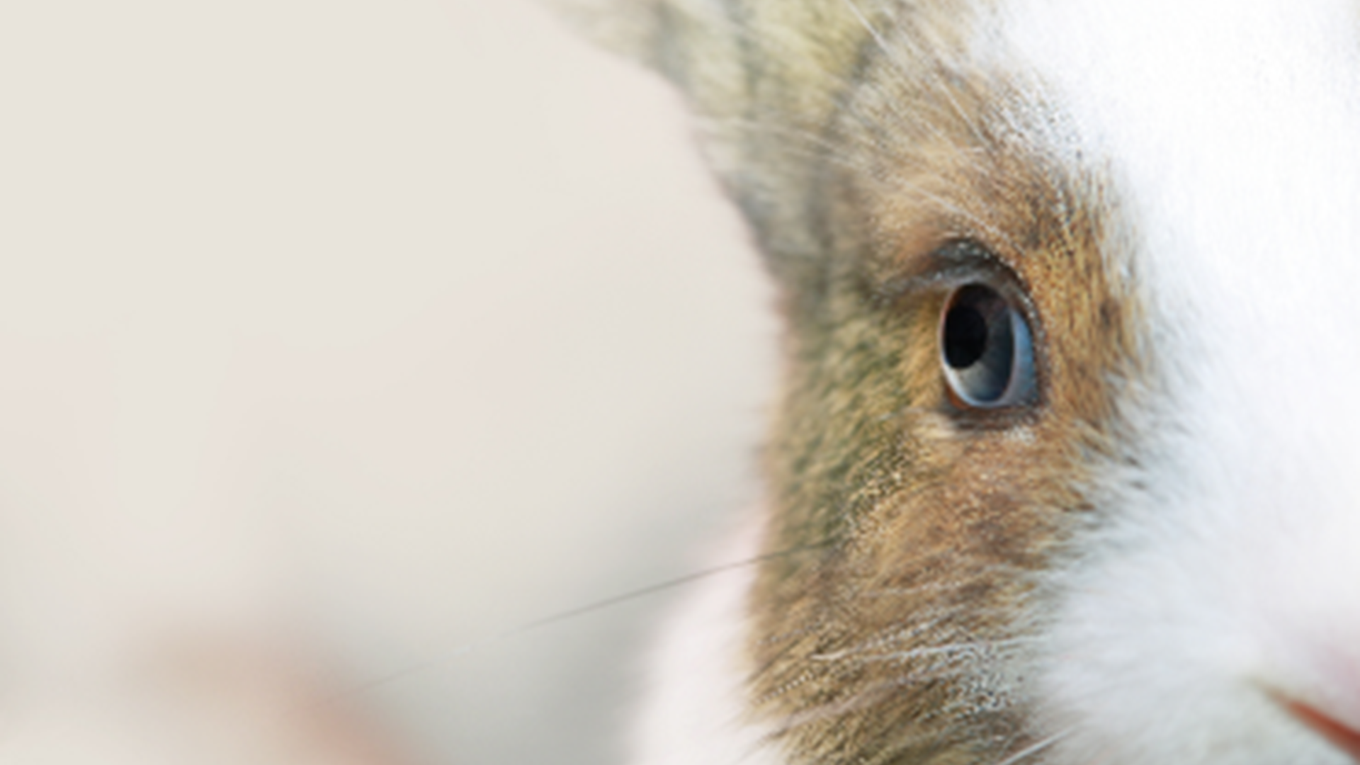 Eye problems in rabbits - PDSA