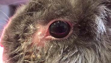 rabbit gooppy eye and nose and sneezing rabbit gooppy eye and nose and sneezing