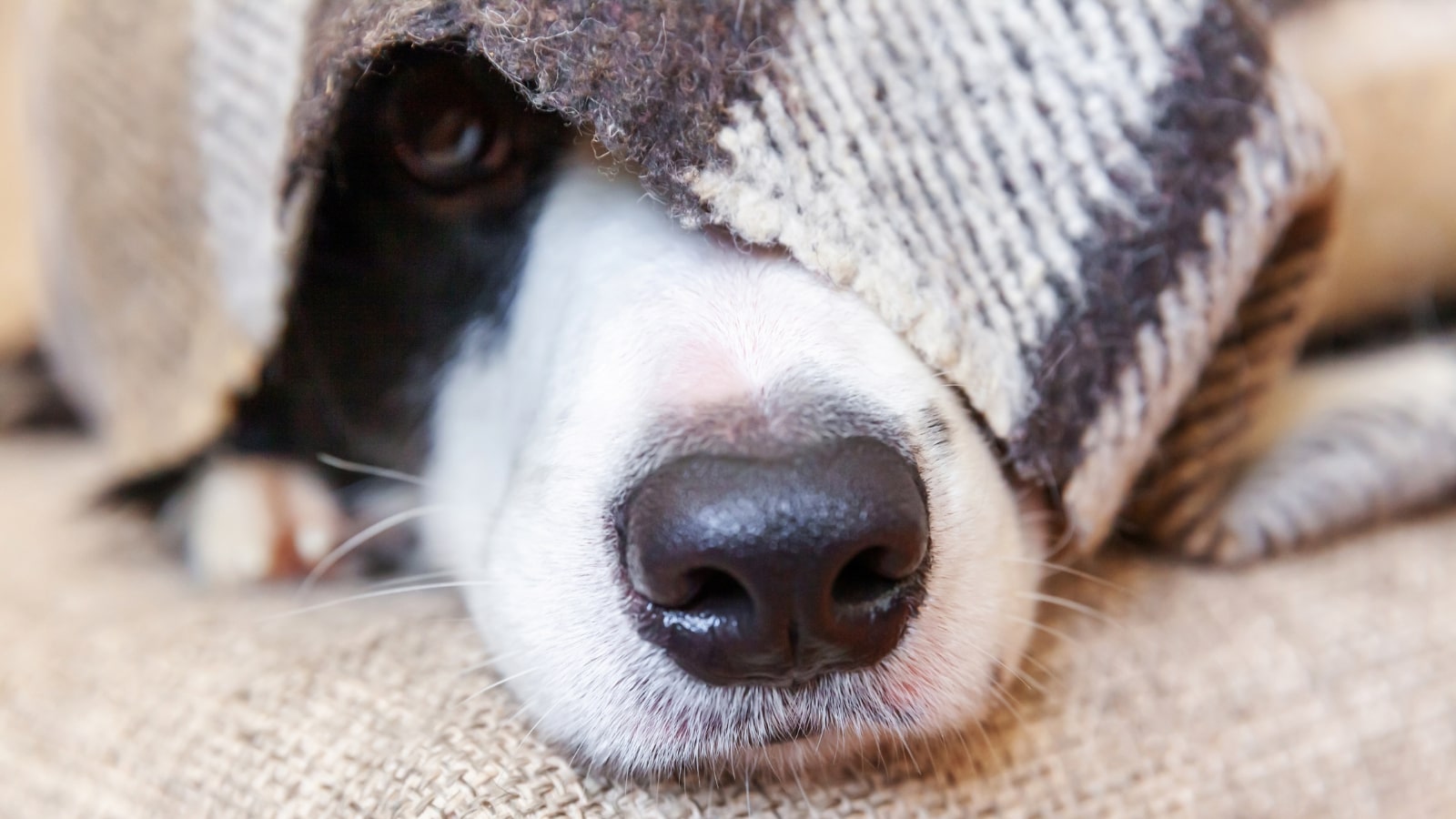 Chocolate poisoning in dogs - PDSA