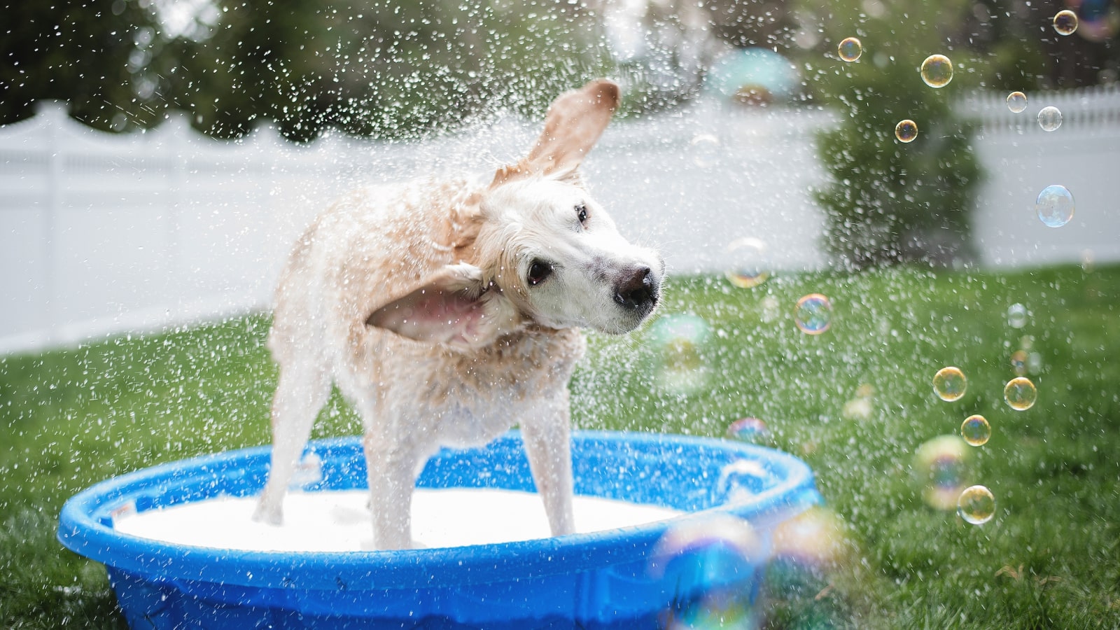How to keep your dog cool in summer PDSA