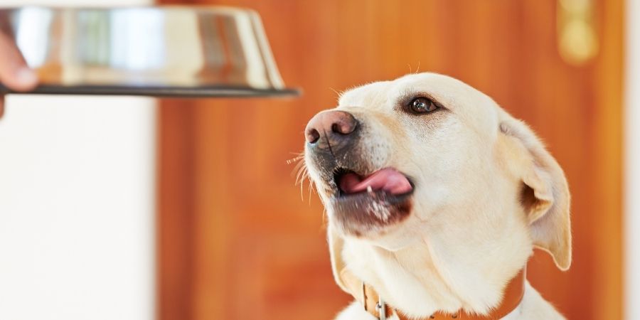 what type of diet is best for dogs