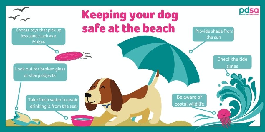 5 ways to keep your dog safe at the beach PDSA