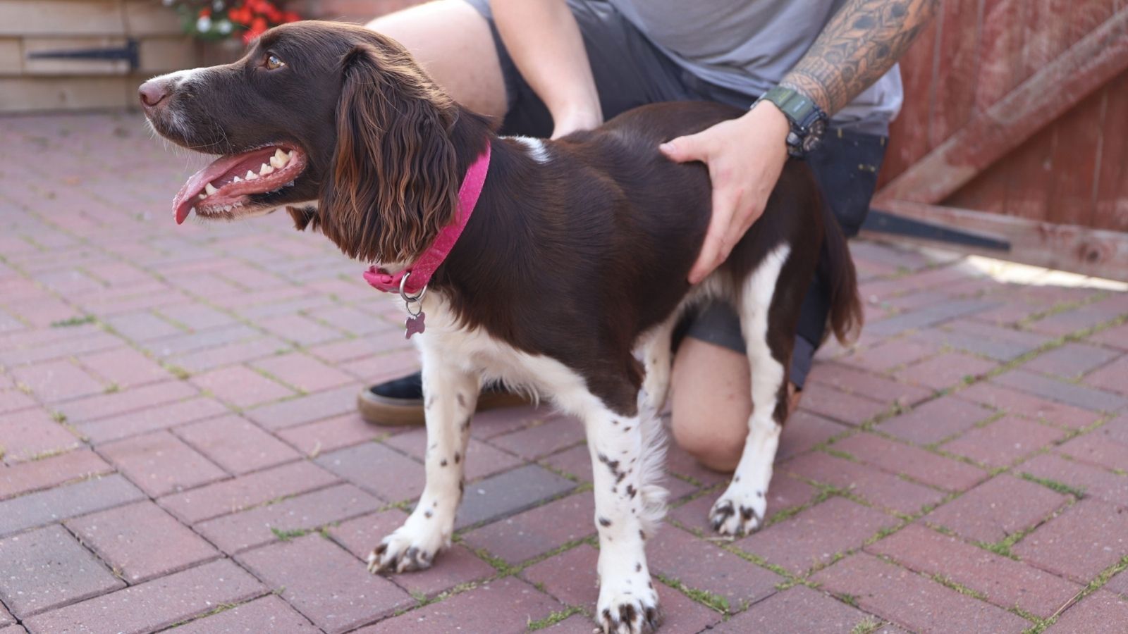 6 Signs Your Dog Is Putting On Weight PDSA 6-signs-your-dog-is-putting-on-weight-pdsa