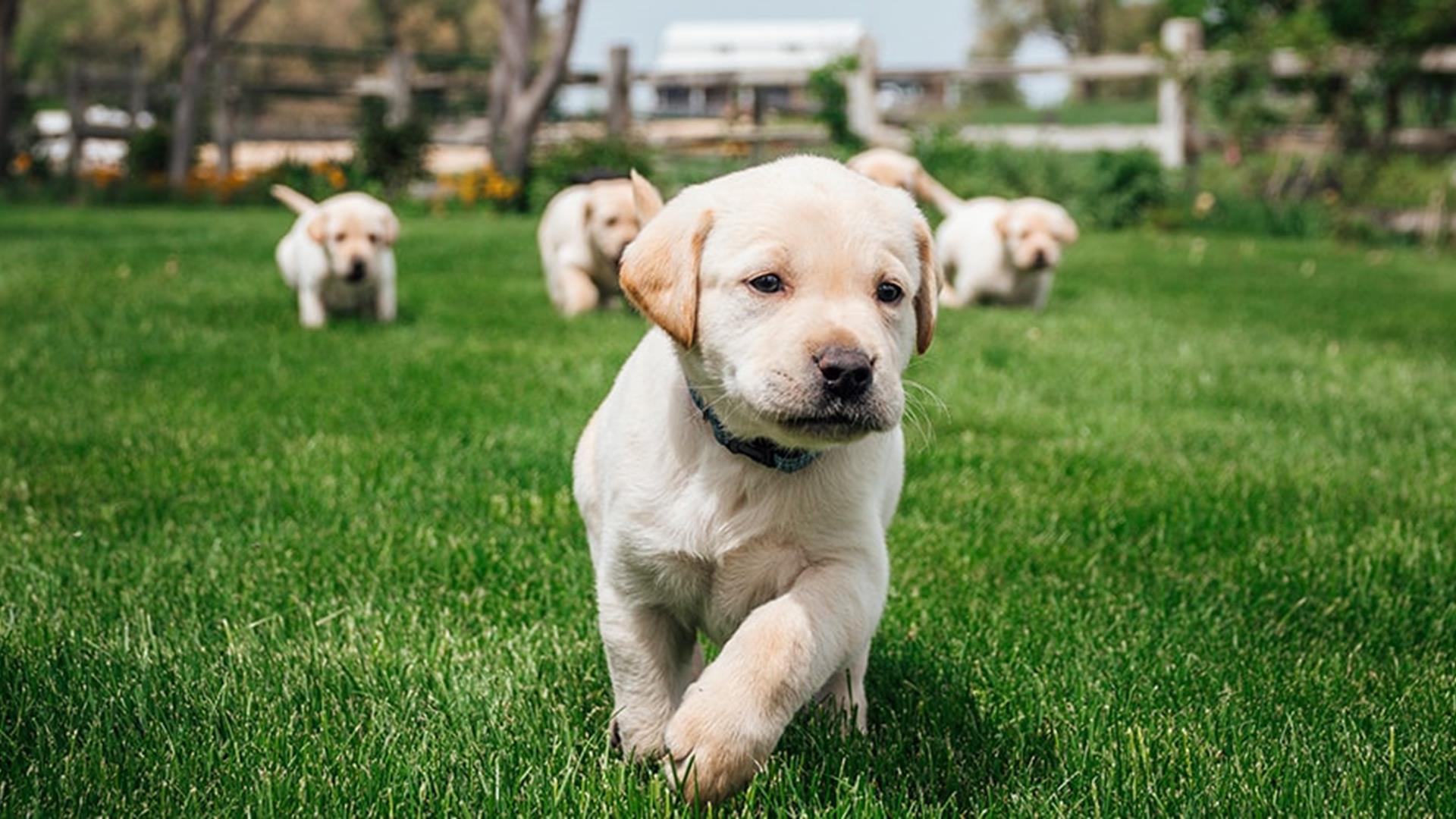 How To Exercise Your Dog PDSA how-to-exercise-your-dog-pdsa