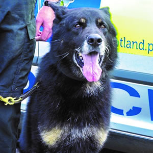 Police Dog Ozzy