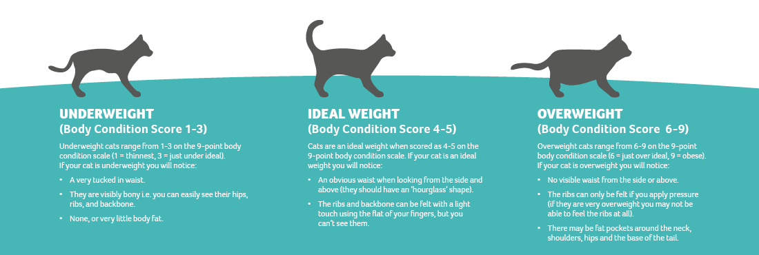 A depiction of underweight, ideal weight, and overweight cats, along with their Body Condition Score and what this means
