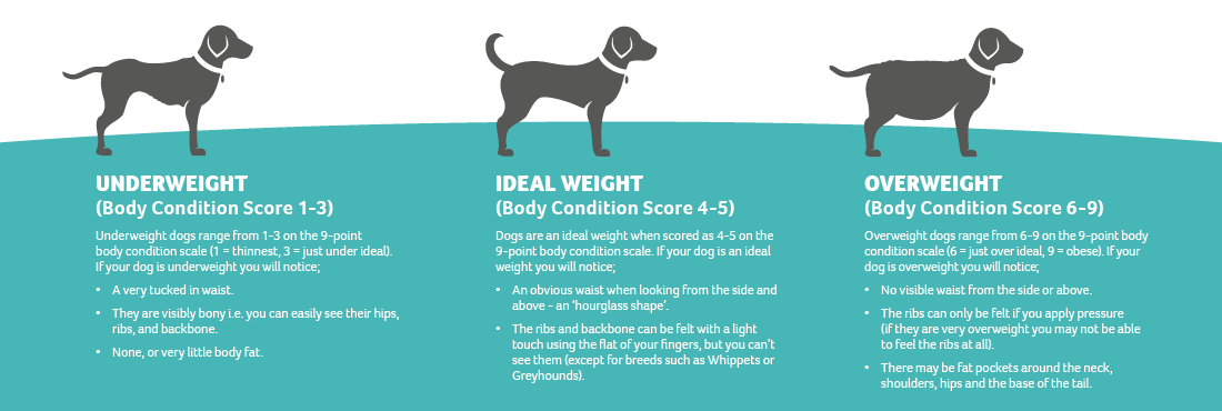 A depiction of underweight, ideal weight, and overweight dogs, along with their Body Condition Score and what this means