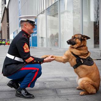 Lucca the dog with her Dickin Medal