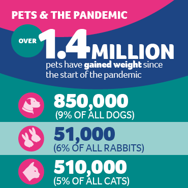 An infographic showing statistics on how many pets have gained weight since the start of the pandemic