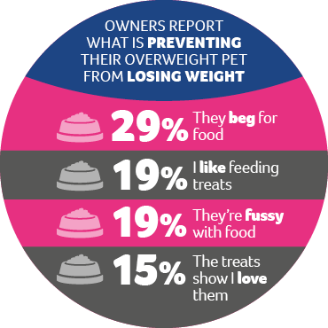 An infographic showing statistics on what pet owners say is preventing their pet from losing weight