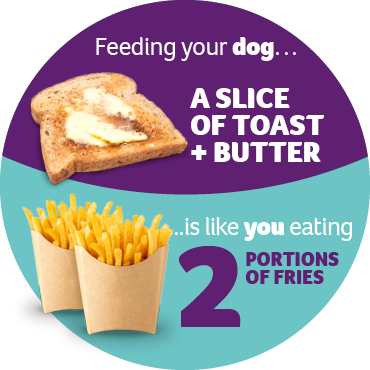 An infographic showing feeding your dog a slice of toast with butter is like you eating two portions of fries