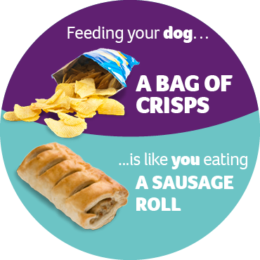 An infographic stating that feeding your dog a bag of crisps is like you eating a sausage roll