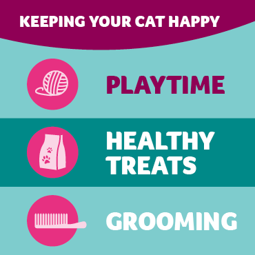 An infographic showing ways to keep your cat happy