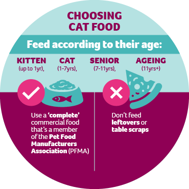 An infographic showing how to feed cats according to their age