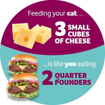 An infographic stating that feeding your cat three small cubes of cheese is like you eating two quarter pounders