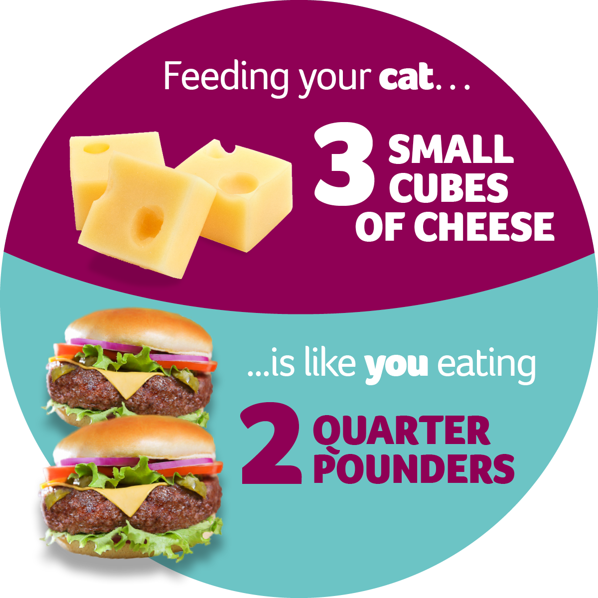 How to treat your cat PDSA