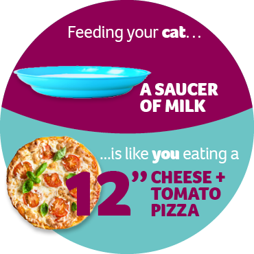 An infographic stating that feeding your cat a saucer of milk is like you eating a 12" cheese and tomato pizza